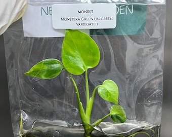 Monstera Green on Green Variegated Tissue Culture (1 item/bag)