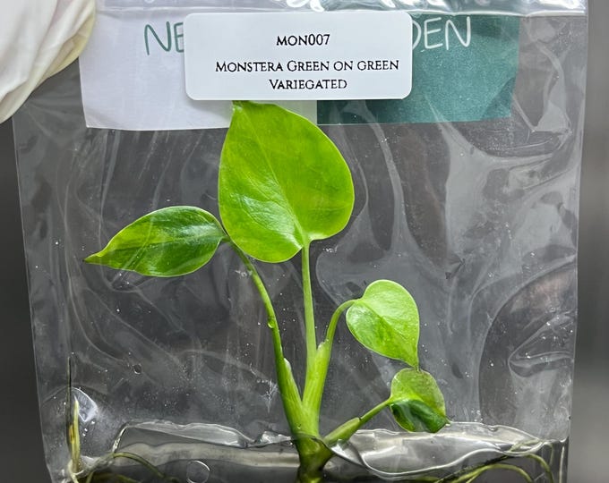 Monstera Green on Green Variegated Tissue Culture (1 item/bag)