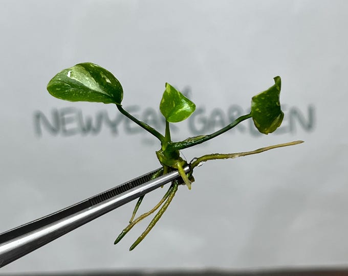 Anubius Variegated Tissue Culture (1 item/bag)