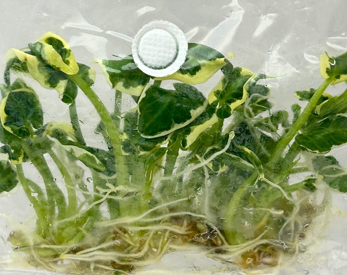 Alocasia Mickey Mouse Albo Variegated (10 items/bag) Tissue Culture