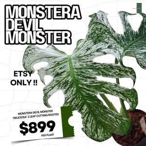 Monstera Devil Monster "Deliciosa" 2-bladig stickling rotad