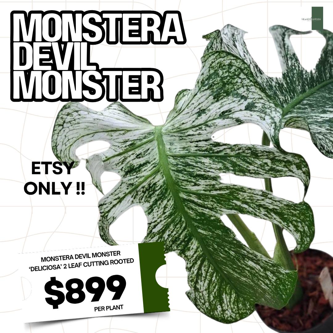 Monstera devil monster - Etsy 日本