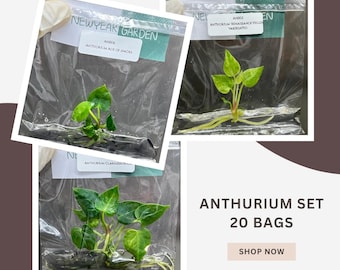 Paquete especial de 20 bolsas de cultivo de tejido de Anthurium