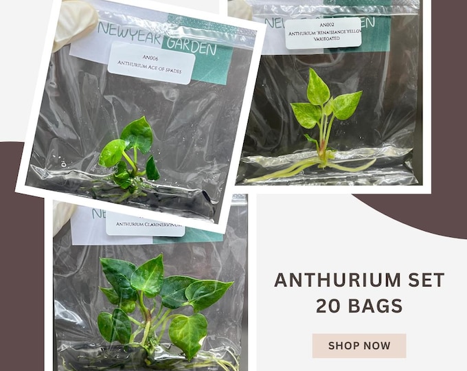 Special Set of 20 Bags of Anthurium Tissue Culture