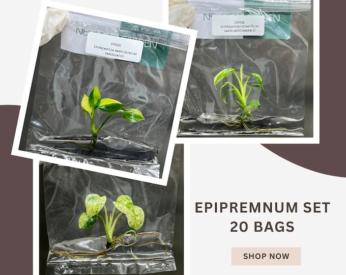 Special Set of 20 Bags of Epipremnum Tissue Culture