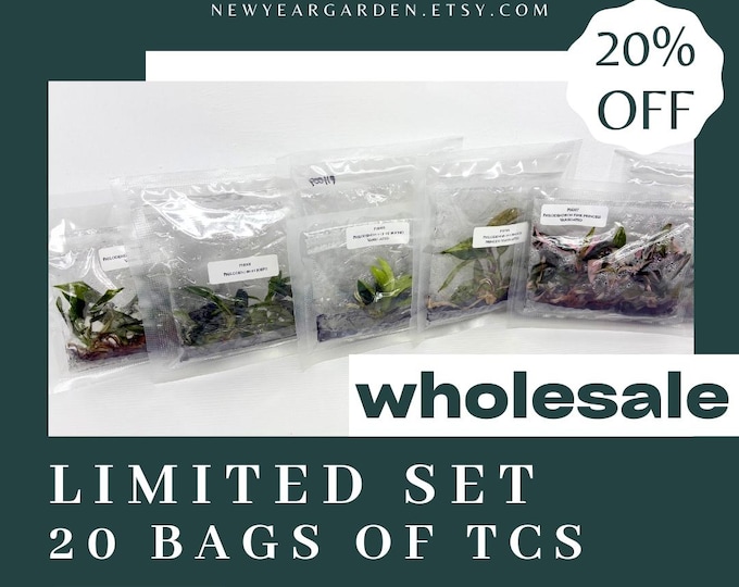 Special Set (1) of 20 Bags of Philodendron Tissue Culture