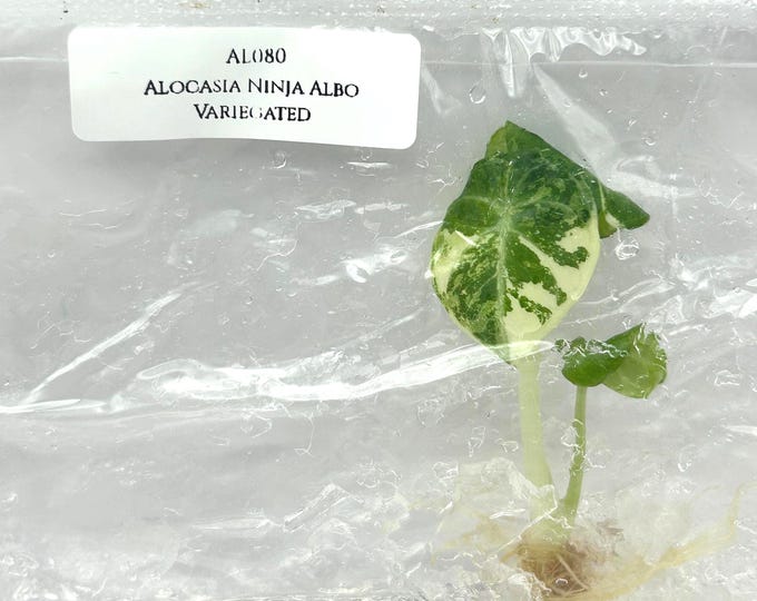 Alocasia Ninja Albo Variegated (1 plantlet/bag) Tissue culture