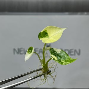 Alocasia Bisma Platinum Albo - Etsy