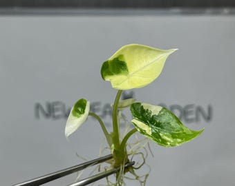 Alocasia Regal Shield Albo Variegated Tissue Culture (1 item/bag