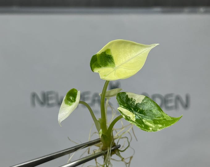 Alocasia Platinum Variegated (B GRADE) Tissue Culture (1 item/bag)