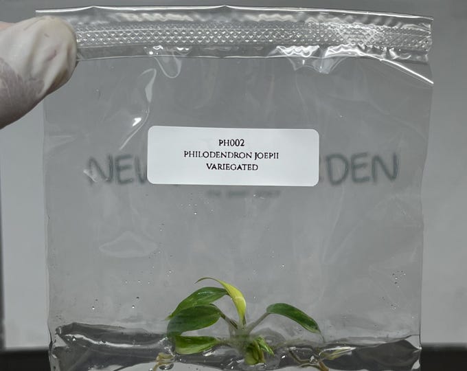 Philodendron Joepii Variegated Tissue Culture (1 item/bag)