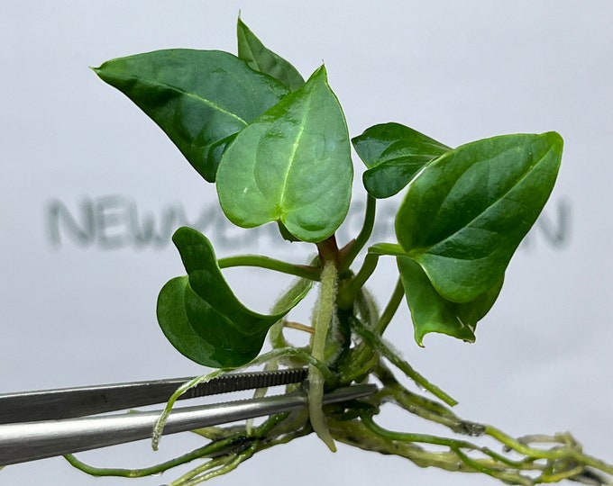 Anthurium Clarinervinum Tissue Culture (1 item/bag)