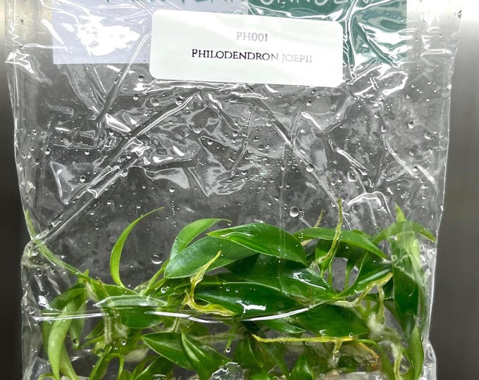 Philodendron Joepii Tissue Culture (5 items/bag)