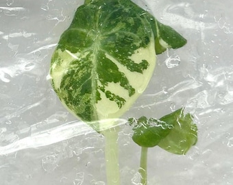 Alocasia Ninja Albo Variegated Tissue Culture (1 item/bag)