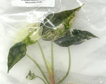 Alocasia Sanderina Bull Pink Variegated (1 item/bag) Tissue Culture