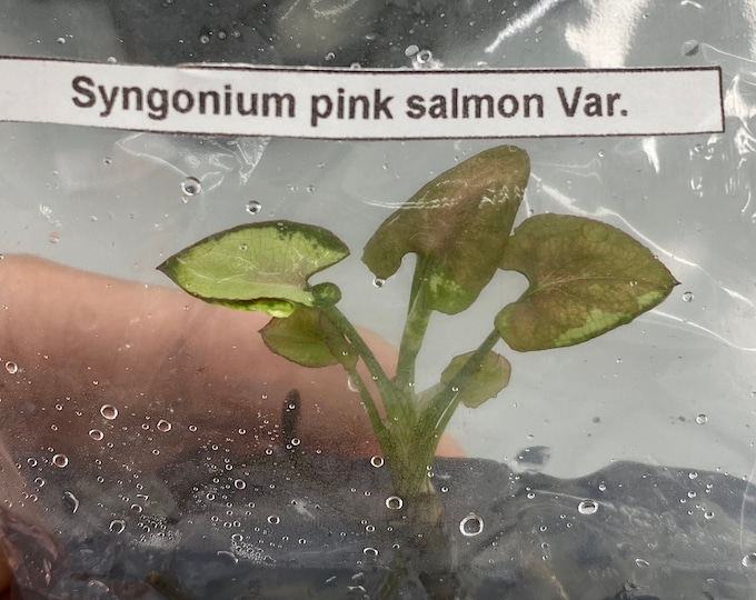 Syngonium Pink Salmon Variegated | 1 bag (1 plant per bag) Tissue Culture