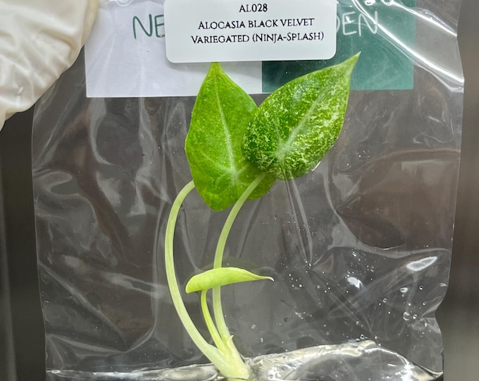 Alocasia Black Velvet Variegated (Ninja-Splash) (1 plant/bag) Tissue Culture