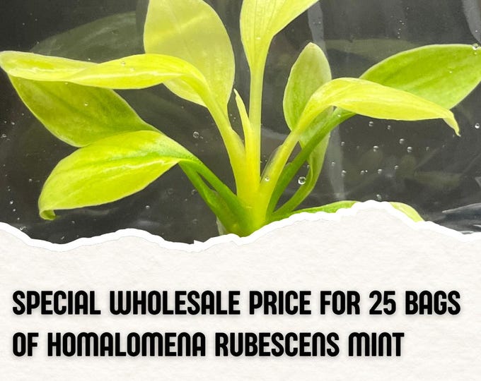 Wholesale 25 Homalomena Rubescens Mint Tissue Culture (Counted as 1 Item to Save Shipping Cost)