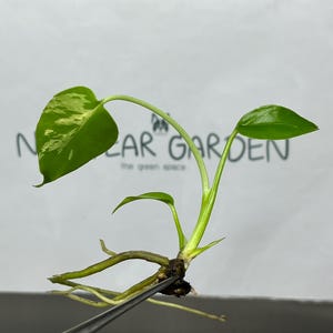 Monstera bulbasaur tissue culture - Etsy 日本