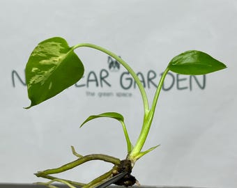 Monstera Deliciosa Bulbasaur Tissue Culture (1 item/bag)