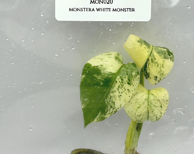 Monstera white monster (1 plantlet/bag) Tissue Culture
