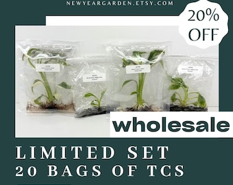 Special Set of 20 Bags of Musa Tissue Culture