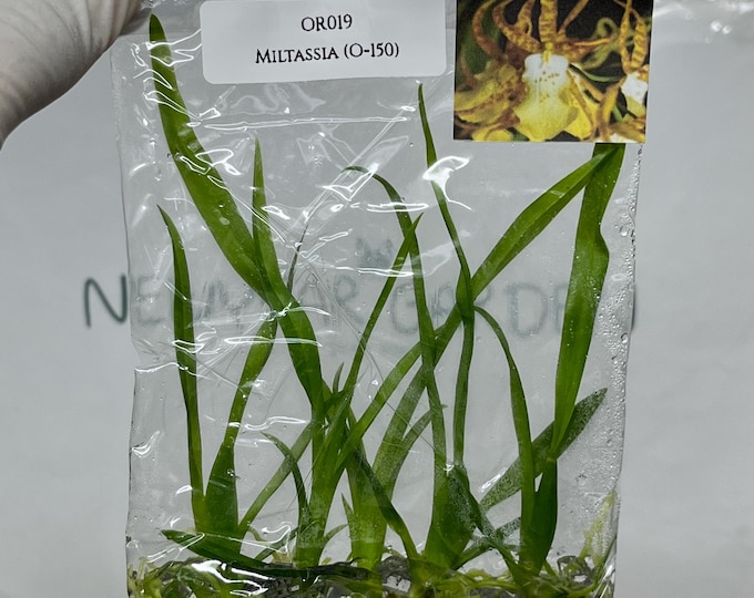 Miltassia (O-150)  Tissue Culture (5 items/bag)