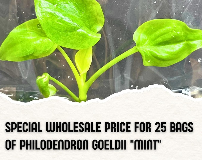 Wholesale 25 Philodendron Goeldii "Mint" Tissue Culture (Counted as 1 Item to Save Shipping Cost)
