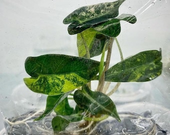 Alocasia Bambio Variegated (Aurea) | 1 bag (1 plant per bag ) Tissue Culture