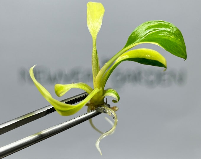 Homalomena Rubescens Variegated (Yellow) Tissue Culture (1 plant/bag)