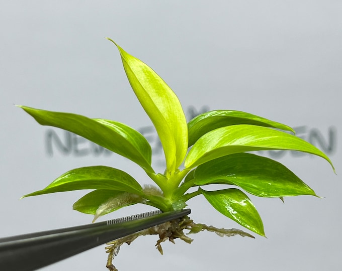 Philodendron Moonlight Variegated Tissue Culture (1 item/bag)