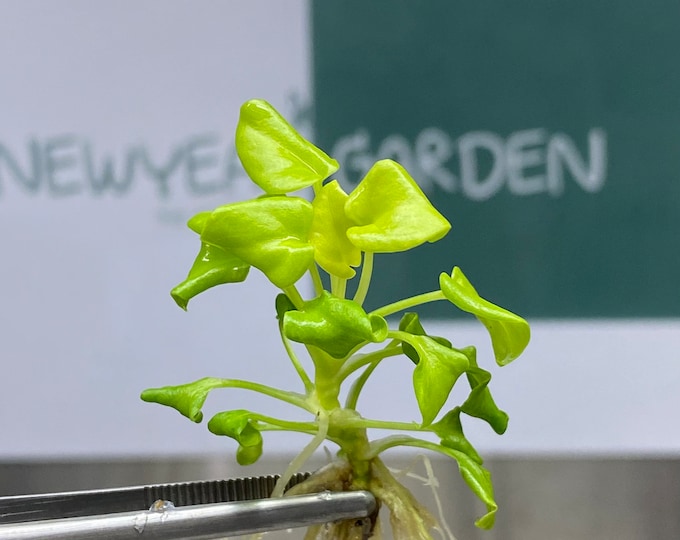 Philodendron Golden Xanadu Tissue Culture (5 items/bag)