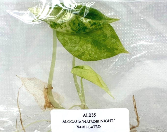 Alocasia 'Nairobi Night' Variegated (1 plantlet/bag) Tissue culture