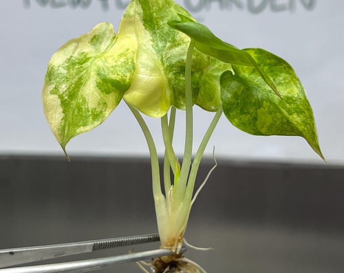 Alocasia Wentii Aurea Variegated Tissue Culture (1 item/bag)