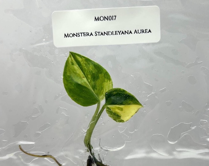 Monstera standleyana Variegated (1 plantlet/bag) Tissue culture