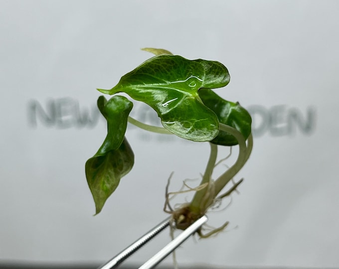 Alocasia Loco Tissue Culture (5 items/bag)