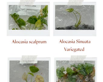 Special Price 50% OFF for 4 plants