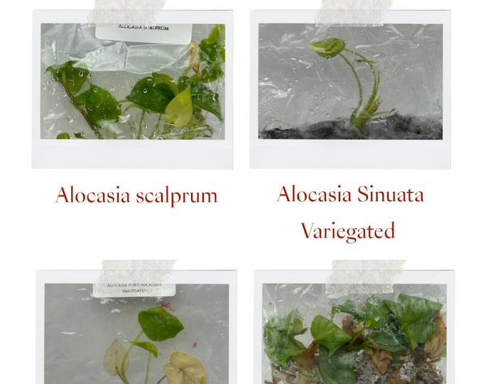 Special Price 50% OFF for 4 plants