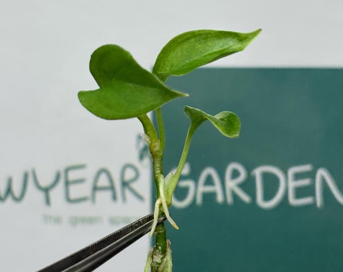 Aglaonema Pictum Tricolor Tissue Culture (5 items/bag)