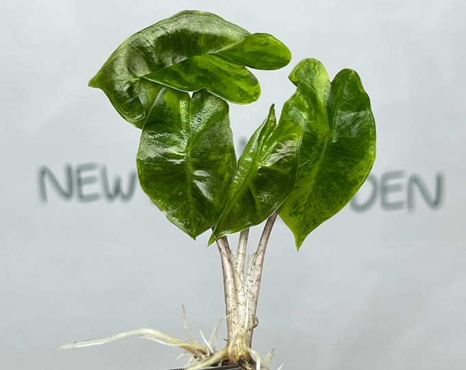 Alocasia Pseudo Sanderiana Aurea Variegated Tissue Culture (1 item/bag)