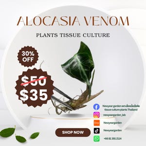 Alocasia Venom (1 plantlet/bag) Tissue culture