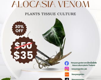 Alocasia Venom (1 plantlet/bag) Tissue culture