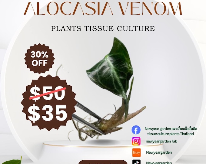 Alocasia Venom (1 plantlet/bag) Tissue culture