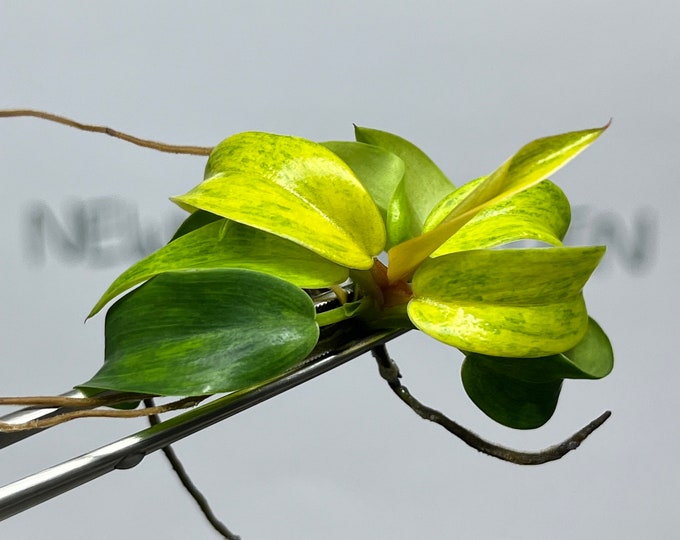 Philodendron Orange Marmalade Tissue Culture (1 item/bag)