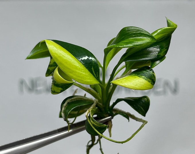 Philodendron Green Princess Variegated Tissue Culture (1 item/bag)