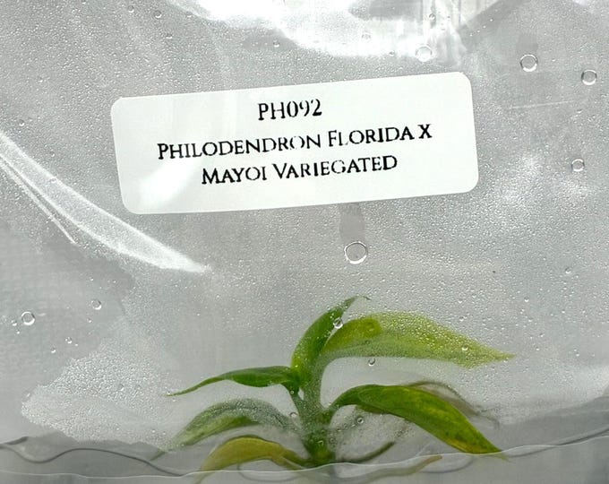 Philodendron Florida x Mayoi Variegated (1 plantlet/bag) Tissue culture