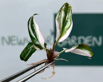 Philodendron Red Anderson Variegated Tissue Culture (5 items/bag)