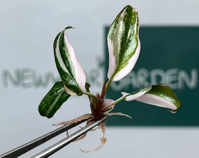 Philodendron Red Anderson Variegated Tissue Culture (5 items/bag)