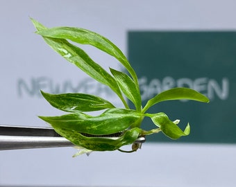 Philodendron Minarium (5 items/bag) Tissue Culture