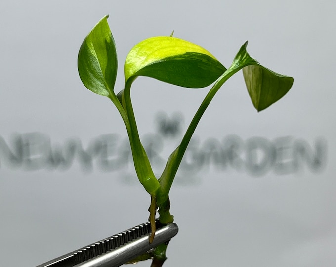Epipremnum Amplissimum Variegated Tissue Culture (1 item/bag)